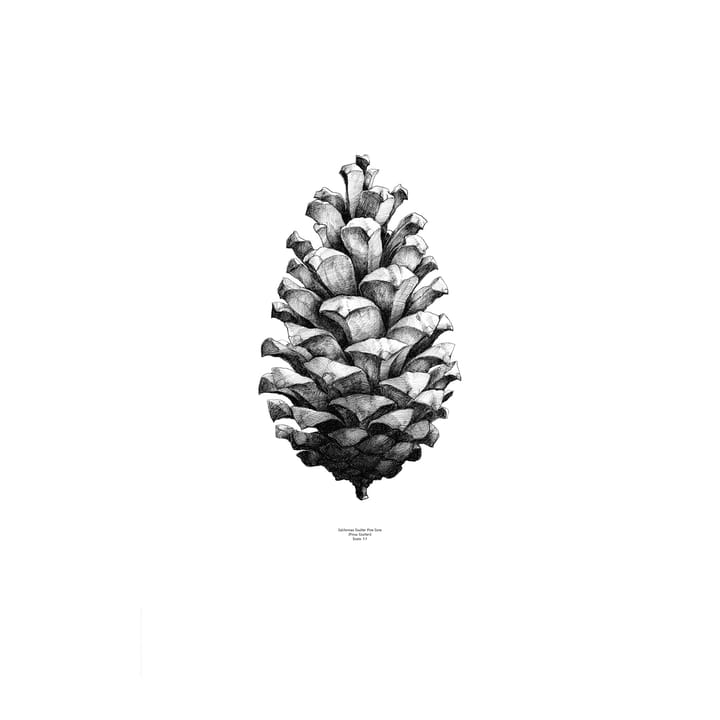 1:1 Pine Cone poster - vit, 50x70 cm - Paper Collective