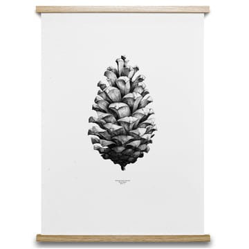 1:1 Pine Cone poster - vit, 50x70 cm - Paper Collective