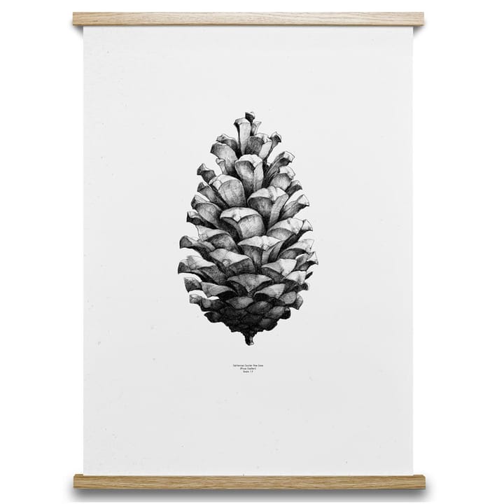 1:1 Pine Cone poster, vit, 50x70 cm Paper Collective