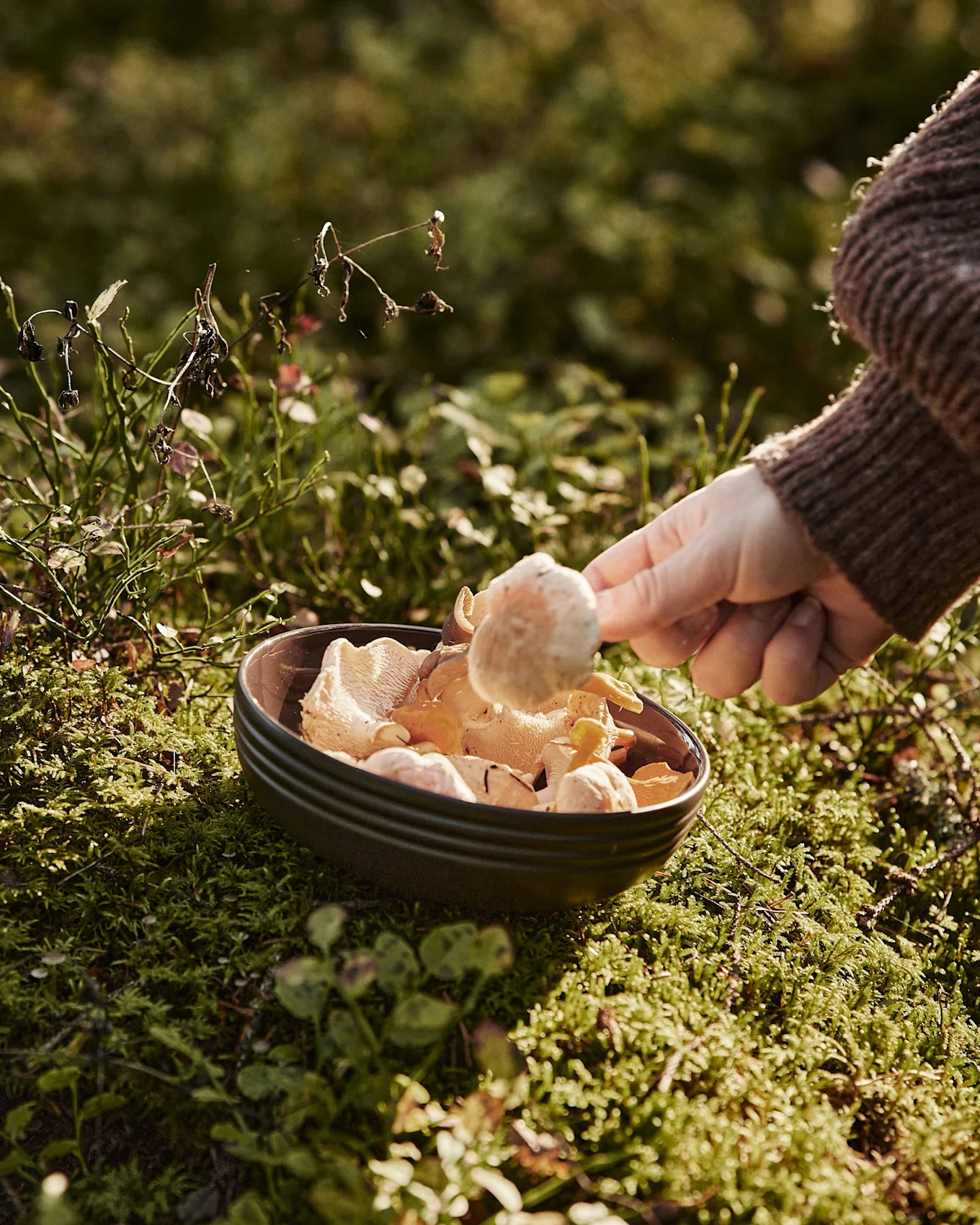 En hand lägger en svamp i en skål fylld med olika svampar, placerad på grön mossa i en skog.